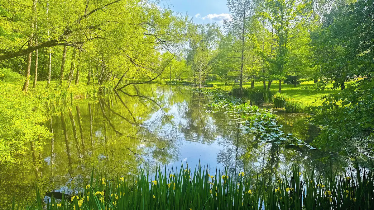 The pond in spring, ringed with yellow iris and reflecting new leaves.