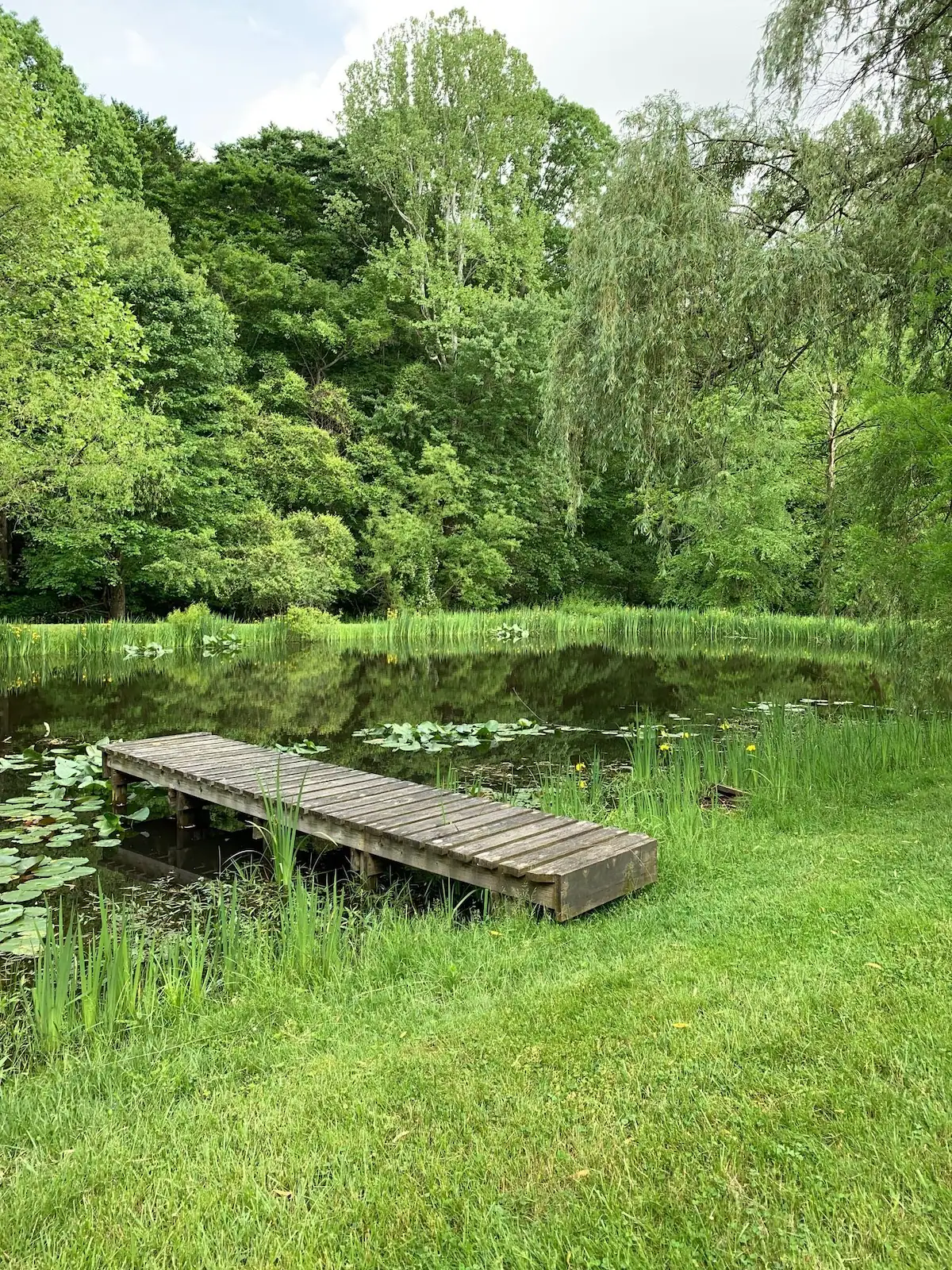 The private pond with a wooden dock, lily pads and willows along the far bank.